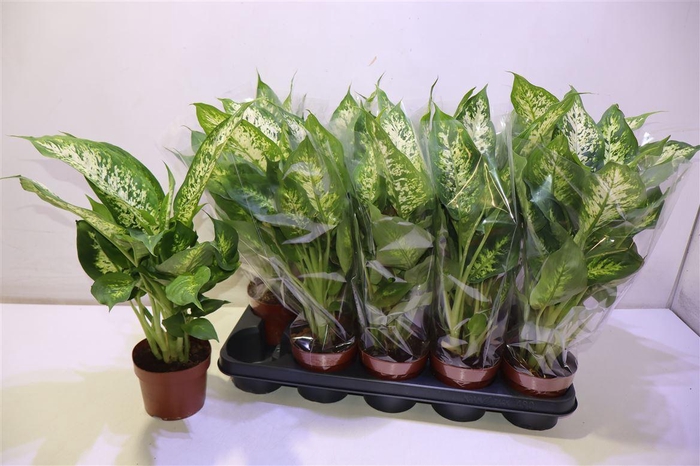 <h4>arr8 Dieff Compacta</h4>