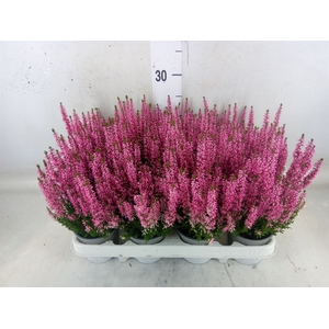 Calluna vulg. 'Beauty L Michelle'