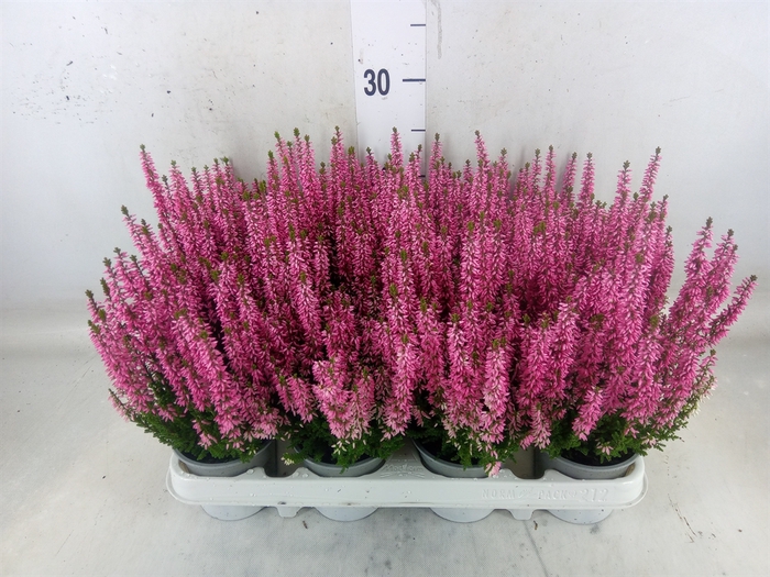 <h4>Calluna vulg. 'Beauty L Michelle'</h4>
