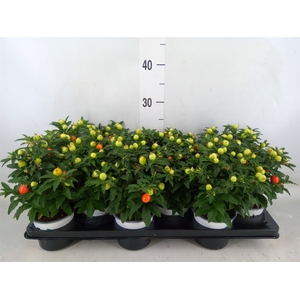Solanum pseudocapsicum