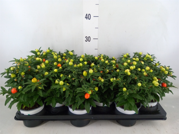 <h4>Solanum pseudocapsicum</h4>