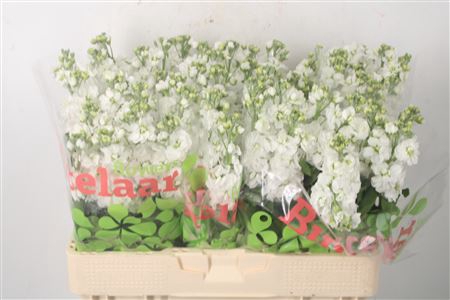 <h4>Matth Nl. Aida White</h4>