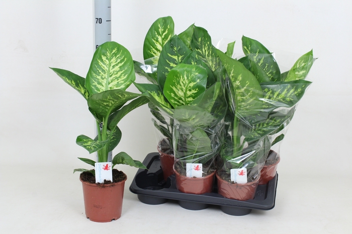 <h4>DIEFF SE TROPIC SNOW</h4>