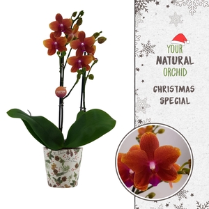 Christmas | Bolgheri 2 spike | Kerst potcover