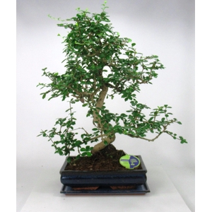 Carmona macrophylla, 35cm., shape, with drip tray