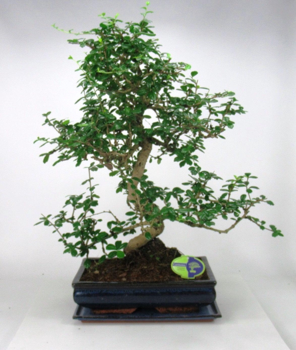 <h4>Carmona macrophylla, 35cm., shape, with drip tray</h4>