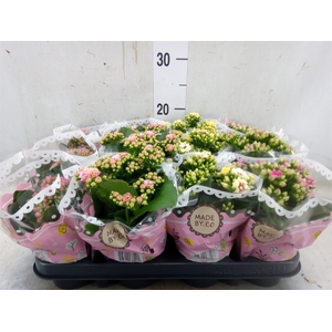 Kalanchoe blos.   ..mix