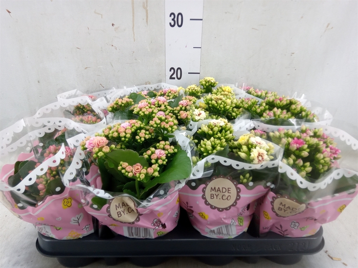 <h4>Kalanchoe blos.   ..mix</h4>