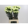 Dianthus St Lady Midori