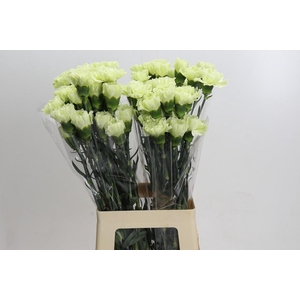 Dianthus St Lady Midori