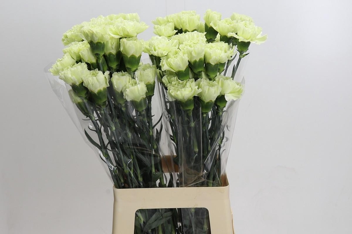 Dianthus St Lady Midori