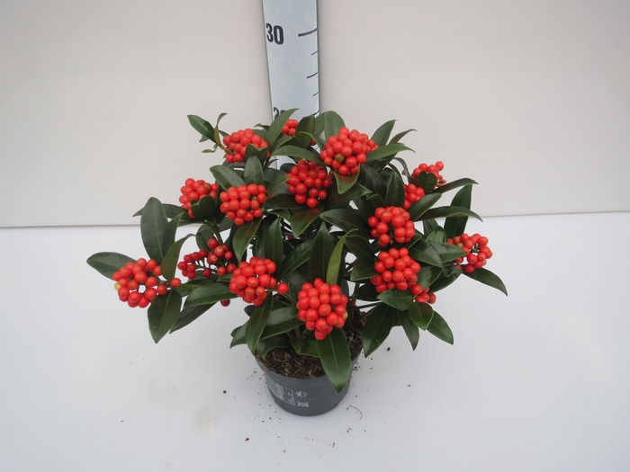 <h4>O'Berries Bold</h4>