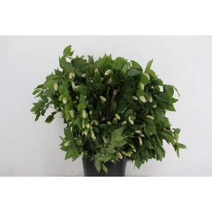 HUMULUS LUPULUS