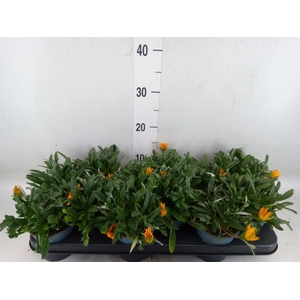 Gazania splen. 'Gelbe Jupiter'