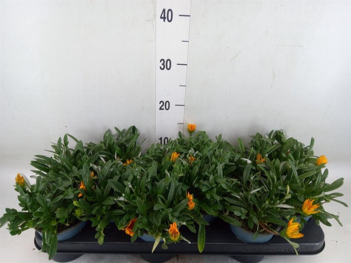 <h4>Gazania splen. 'Gelbe Jupiter'</h4>