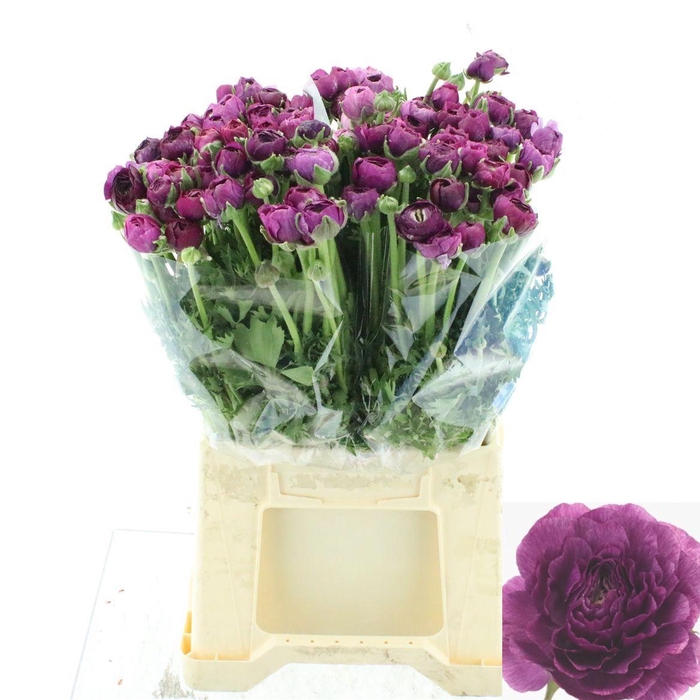 <h4>RAN EL VIOLET</h4>