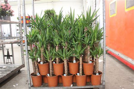 <h4>Yucca 75-45 2 Toef</h4>