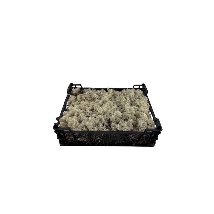 <h4>MOS IJSLAND NATURAL (VERS)</h4>