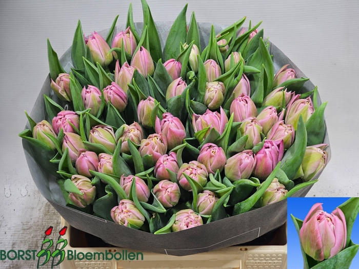 <h4>TU DU ATLANTA</h4>