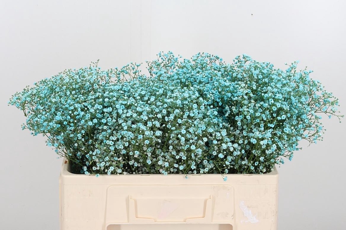 <h4>Gyps Painted Blue</h4>