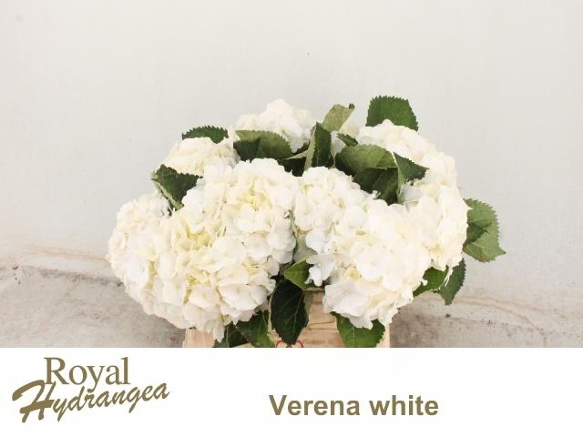 <h4>HYDR M CH WHI VERENA</h4>