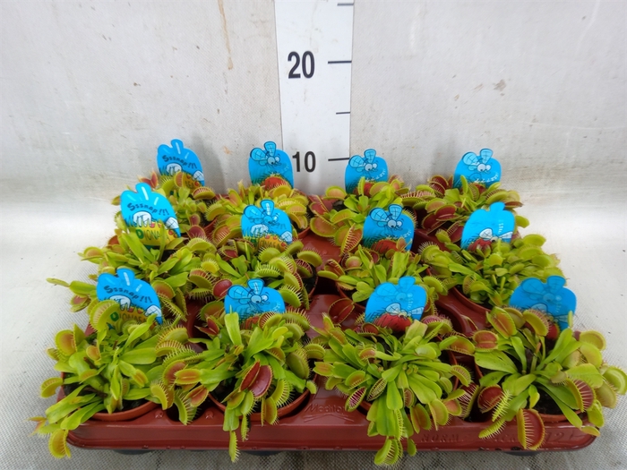 <h4>Dionaea muscipula</h4>