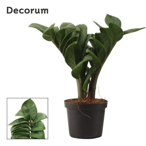 Zamioculcas Zenzi V-Leaf 9 cm Decorum, 2 veren