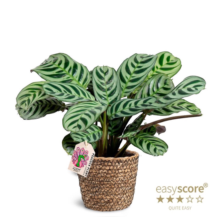 <h4>CALATHEA SPECIES p12 Brule Marxii Basket</h4>