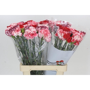 Dianthus St Rainbow Mix Red