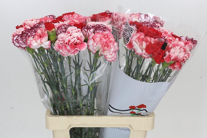 Dianthus St Rainbow Mix Red
