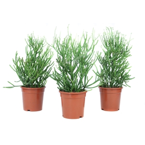 Euphorbia tirucalli 17 cm