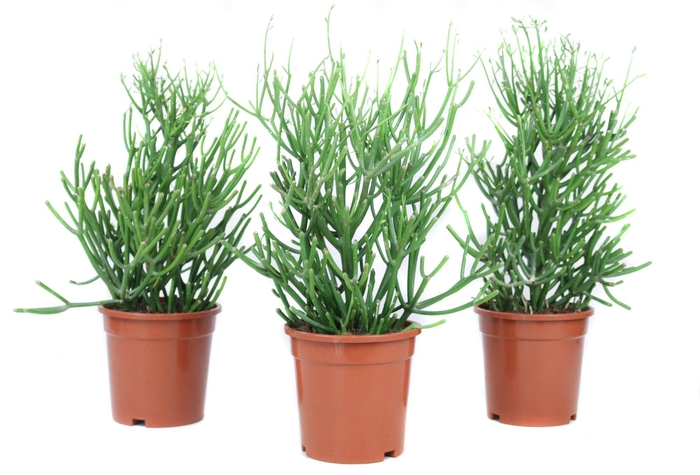 <h4>Euphorbia tirucalli 17 cm</h4>