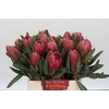 Protea Red Ice