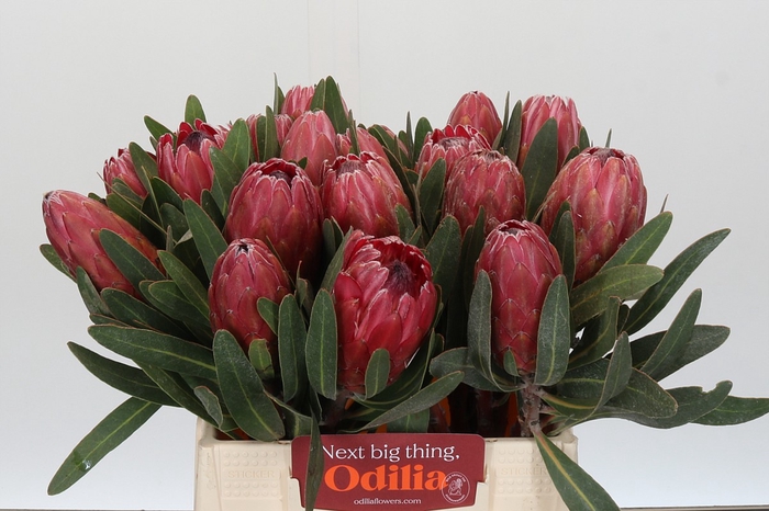 Protea Red Ice