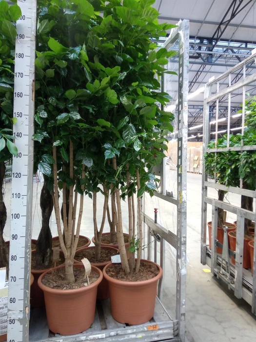 <h4>Radermachera sinica</h4>