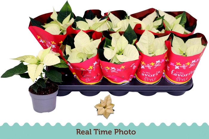 <h4>EUPHOR P INF POLAR</h4>