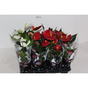 ANTHURIUM VARIADO P09