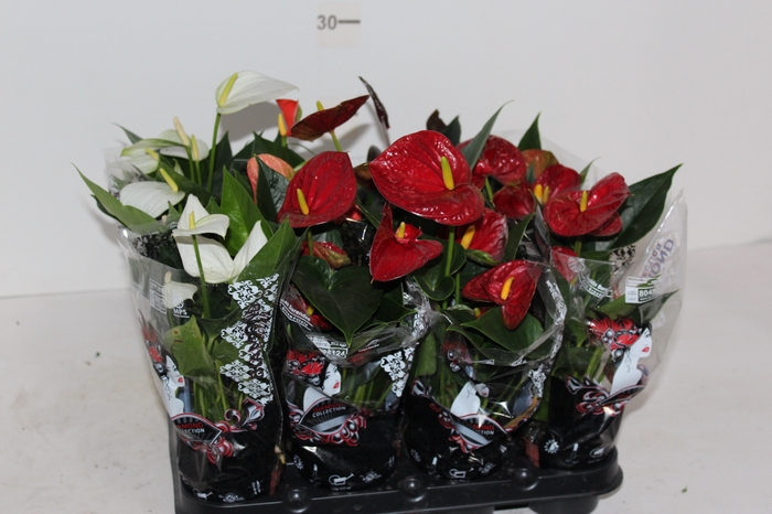 ANTHURIUM VARIADO P09