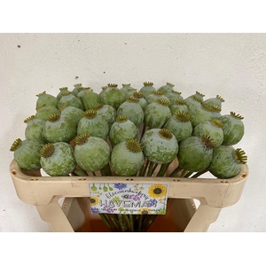 PAPAVER SOMN. ZAADDOZEN