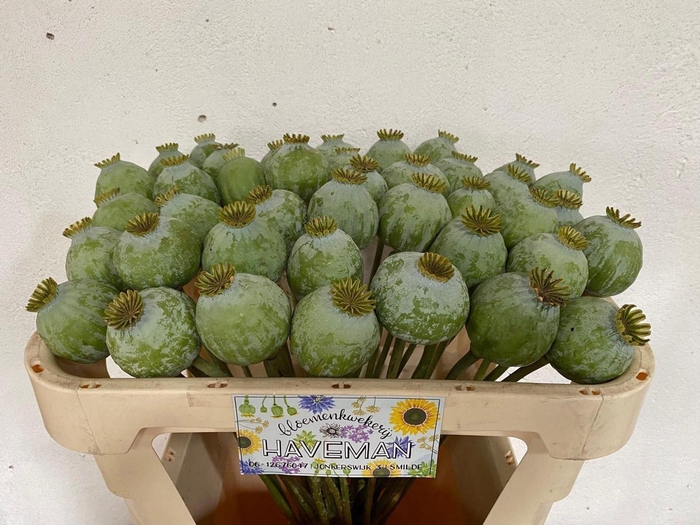<h4>PAPAVER SOMN. ZAADDOZEN</h4>