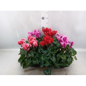 Cyclamen MD 'Allure'