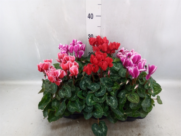 Cyclamen MD 'Allure'