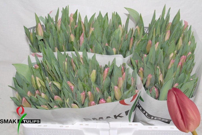 <h4>Tulipa si jumbo pink</h4>