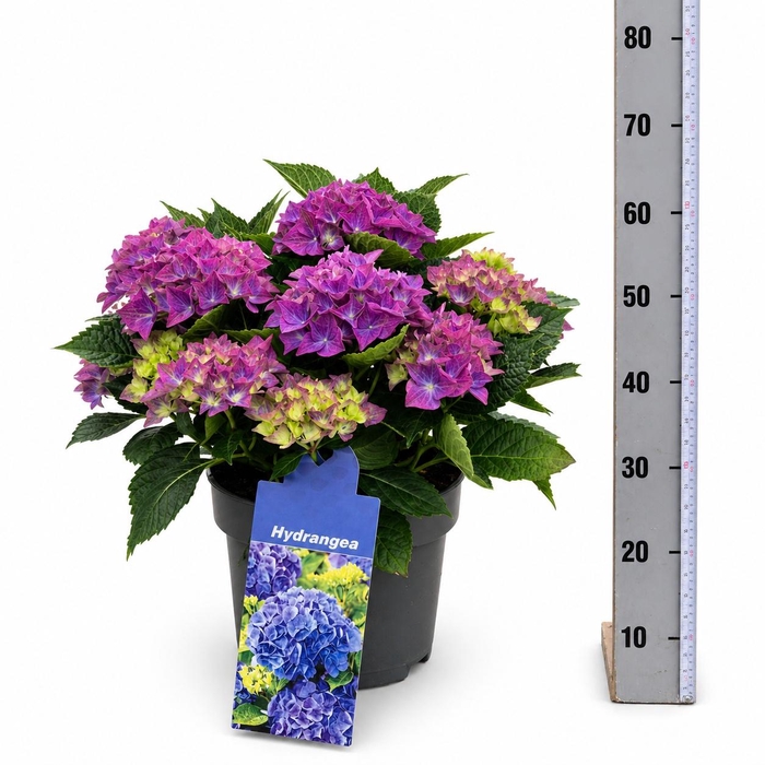 <h4>HYDR M HI RIVER</h4>