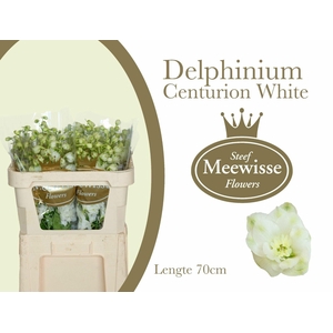 Delphinium Centurion White