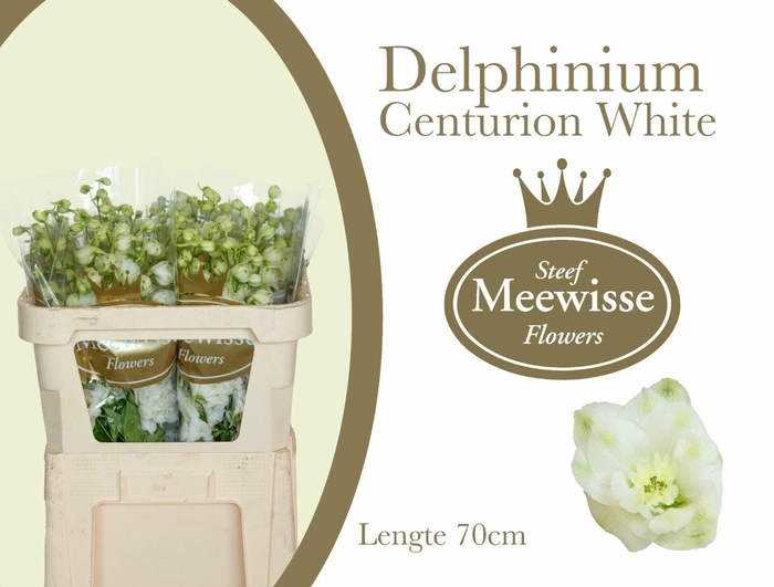 <h4>Delphinium Centurion White</h4>