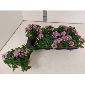 VERBENA DRUMS UMBRELLA