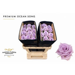 Rosa Premium Ocean Song