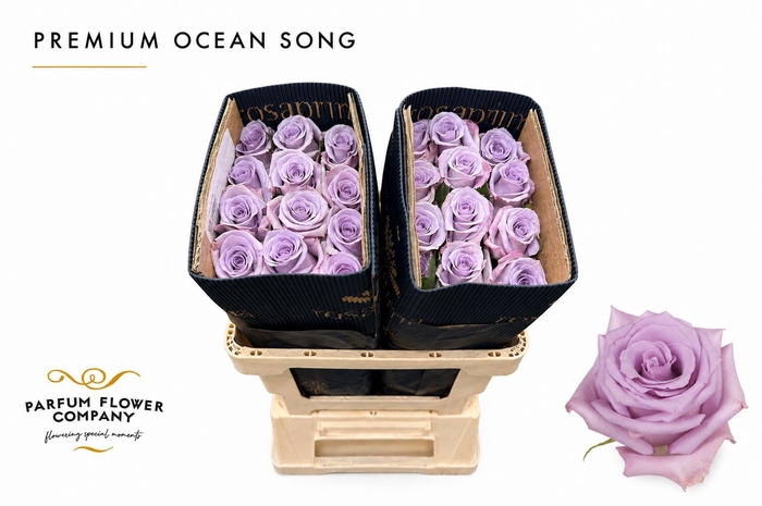 <h4>Rosa Premium Ocean Song</h4>