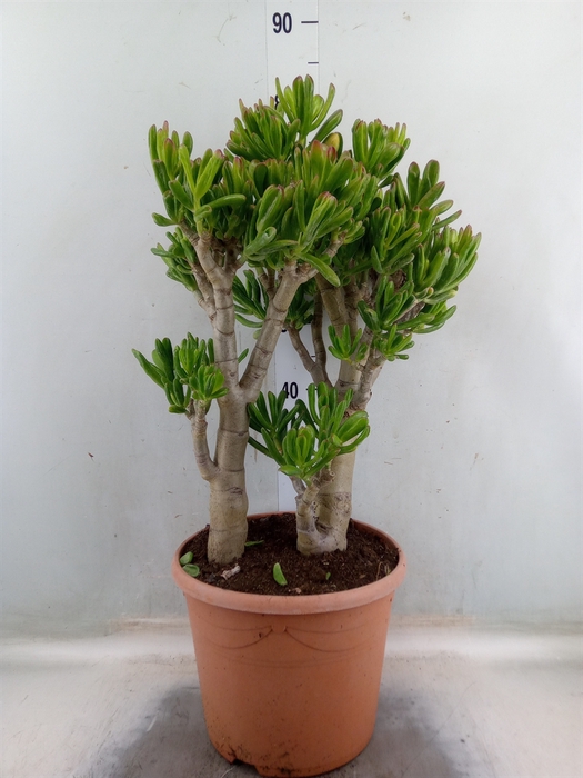 <h4>Crassula ovata 'Gollum'</h4>